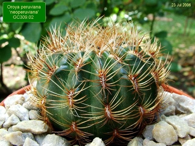 Oroya _peruviana 'neoperuviana' GC309.02_ 01